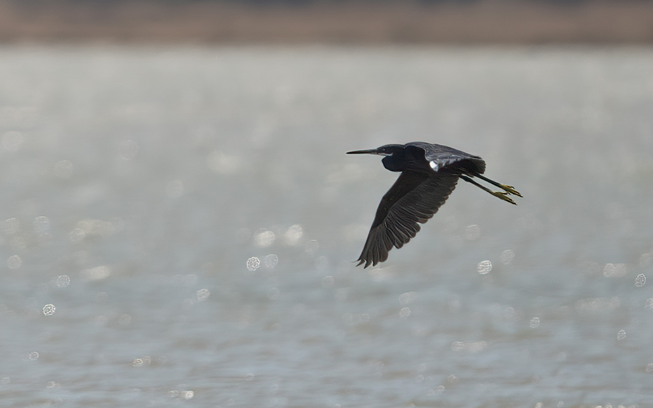 Western Reef-Heron